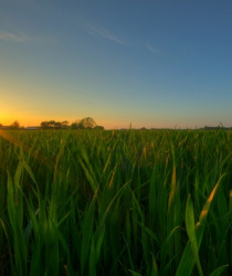 Cena zemědělské půdy v roce 2015