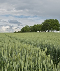 Výnosy zemědělských plodin v minulých letech a odhady pro letošní rok