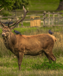 Jeleni jsou rekordně přemnožení, ničí stromy a myslivci plánují odstřely