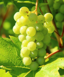 Bohuslav Sobotka slíbil pomoc vinařům, budou se testovat i nové odrůdy odolné vůči mrazu