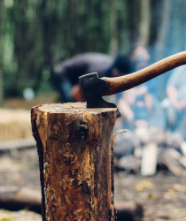 Těžba dřeva na jihu Čech roste