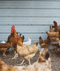 Pesticidy v české živočišné výrobě nepotvrdila žádná ze 3 kontrolních akcí