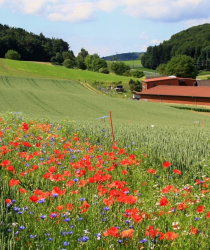 Pásy lučních květů mohou nahradit nyní používané postřiky