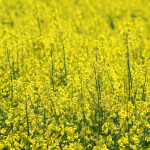 Řepka olejná a žlutá horečka
