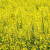 Řepka olejná a žlutá horečka