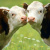 Pro zlepšení životních podmínek hospodářských zvířat dá Ministerstvo zemědělství 1,6 miliardy korun