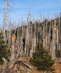 Kůrovec - nenápadný škůdce, působící velké škody